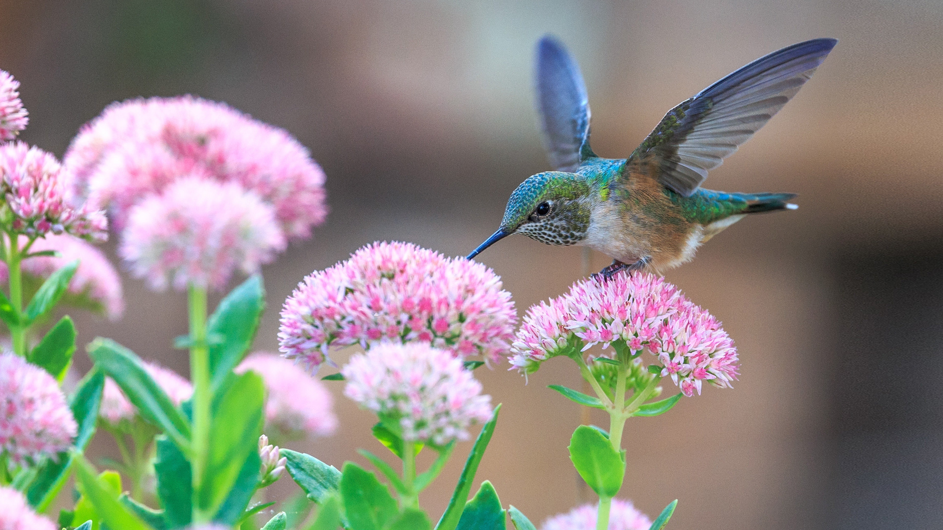 Image of a hummingbird which symbolizes mobile app testing service
