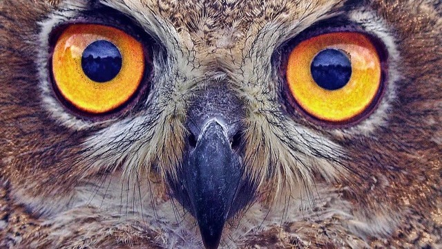 Image of an owl representing app testing